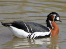 Red-Breasted Goose (WWT Slimbridge March 2011) - pic by Nigel Key